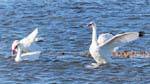 Snow Geese, El Calafate, Laguna Nimez, Argentina.