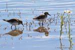 White-rumped Sandpiper (Calidris fuscicollis) laguna Nimez, El Calafate, Argentina.