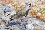 Southern variety with short nuchal crest of lapwing tero, laguna Nimez, El Calafate, Argentina.