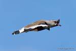 Southern Lapwing in flight, laguna Nimez, El Calafate, Argentina.