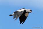 Territorial bird, lapwing tero, laguna Nimez, El Calafate, Argentina.
