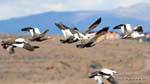 Magellan Goose in flight El Calafate, Argentina.