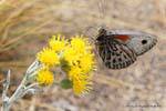 Butterfly, Walichu, El Calafate, Argentina.