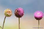Thistle, Lago Roca, Argentina.