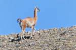 Guanaco only, Lake Viedma, Argentina.