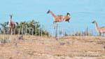 Guanacos the Lago Argentino, Argentina.
