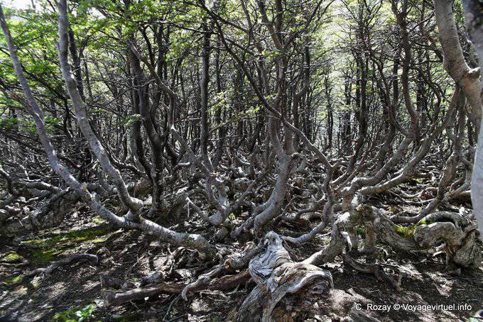 Strange vegetation, El Bosque, Martial Glacier, Ushuaia - Argentina