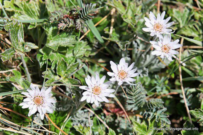 Flowers Group plants to the Martial Glacier, Ushuaia - Argentina