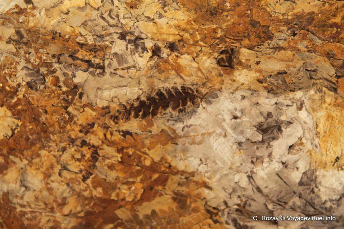 Fossil leaf, Ischigualasto, Valle de la Luna - Argentina