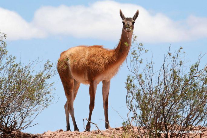 A guanaco, Ischigualasto, Valle de la Luna - Argentina
