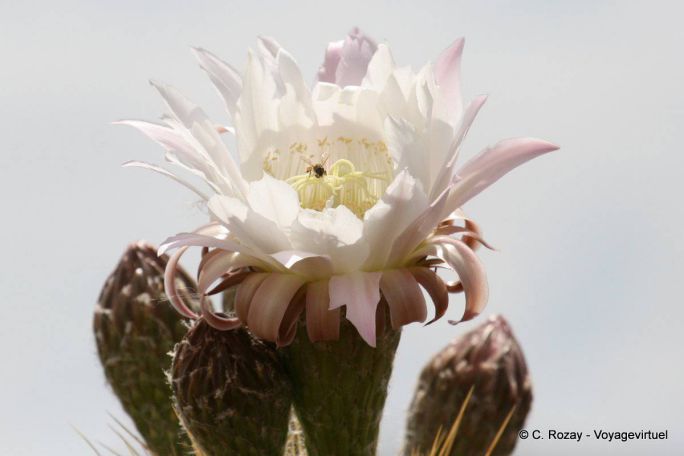 Cactus Flower, Ischigualasto, Valle de la Luna - Argentina