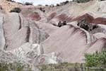 Loberias, Ischigualasto, Valle de la Luna, Argentina.
