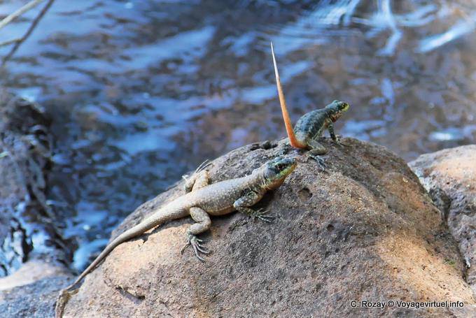 Large lizards of which has lifted tail, Puerto Iguazu - Argentina
