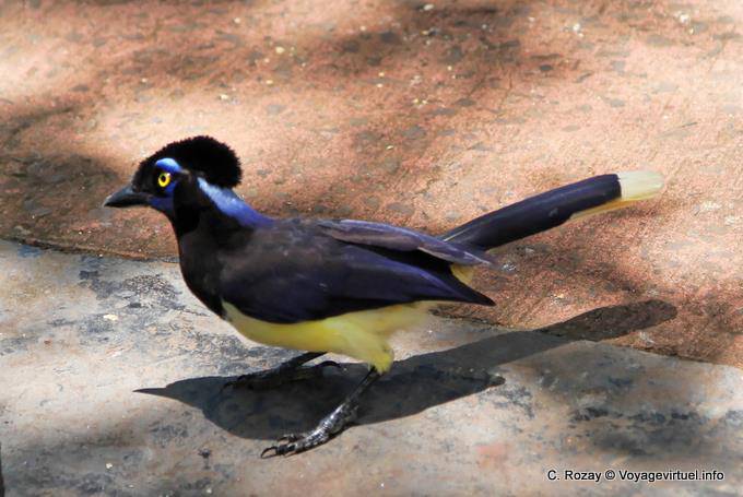Of the family Corvidae, the Plush-crested jay (Cyanocorax chrysops) 30 cm, Puerto Iguazu - Argentina