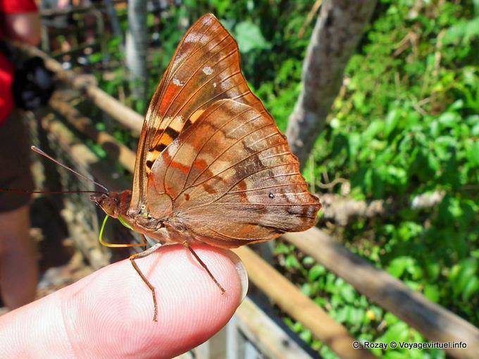 Autumn butterfly landed on a finger, Puerto Iguazu Cataratas - Argentina