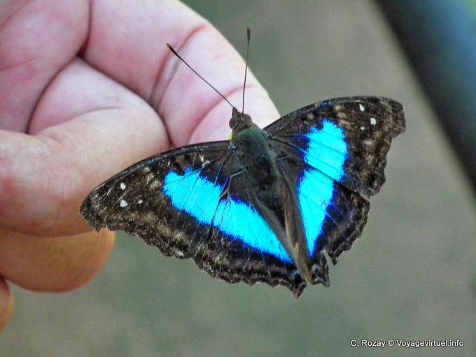 Another blue and black butterfly attracted by the hand, Puerto Iguazu - Argentina
