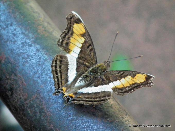 One of the many butterflies that inhabit the site, Cataratas Puerto Iguazu - Argentina