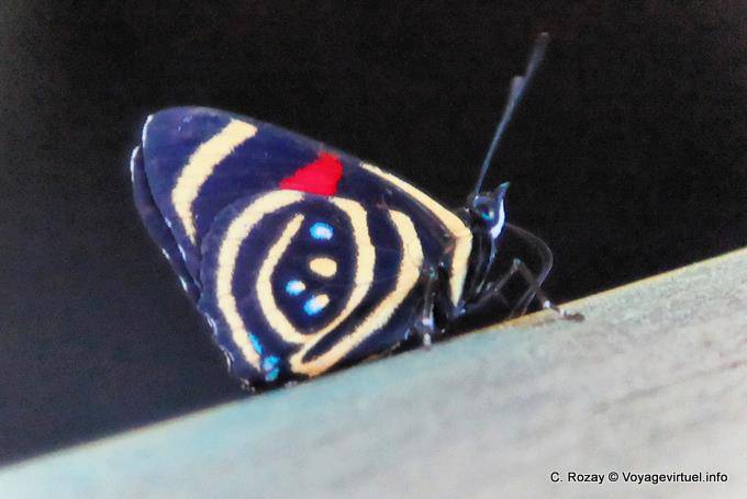 Blue butterfly red dot, Puerto Iguazu Cataratas - Argentina