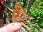 Autumn butterfly landed on a finger, Puerto Iguazu Cataratas, Argentina.
