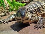 Head Tegu Lizard Overo or, Puerto Iguazu, Argentina.