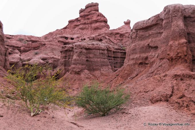Shrubs in the middle of the canyon Quebrada de las Conchas - Argentina