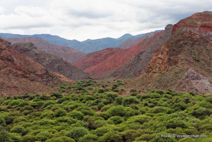 Vegetation in the hills, Quebrada de las Conchas - Argentina