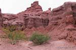 Shrubs in the middle of the canyon Quebrada de las Conchas, Argentina.