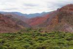 Vegetation in the hills, Quebrada de las Conchas, Argentina.