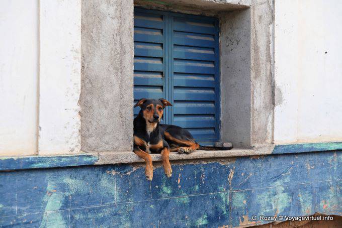 The dog, Famatina - Argentina