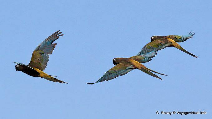 Parrots flying in front of the Police Station, Ischigualasto - Argentina