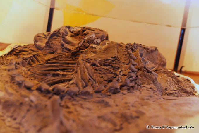 Embedded in the rock Skeleton Dinosaur Ciencias Naturales Museo, Ischigualasto - Argentina