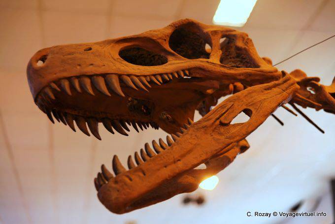 Sharp dinosaur teeth, Ischigualasto, Museum of Natural Science - Argentina