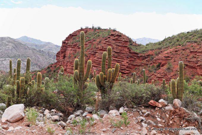 Arid vegetation, Los Tambillos, Ruta 40 between Villa Union and Chilecito - Argentina