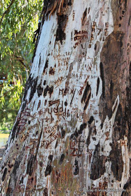 Marked tree trunk, San Agustin de Valle Fertile - Argentina