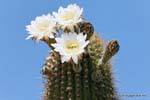 Cactus flowers in front of the Police Station, Ischigualasto, Argentina.
