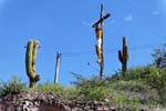 Crucifix between the cactus, San Agustin de Valle Fertile, Argentina.
