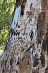 Marked tree trunk, San Agustin de Valle Fertile, Argentina.