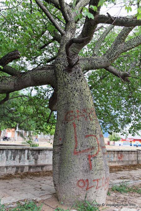 Palo Borracho, tree, La Rioja - Argentina