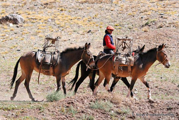 Cavalier with his horses, Ruta 7 Los Penitentes - Argentina