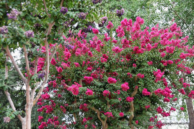 Flowering trees in the main square, Cafayate - Argentina