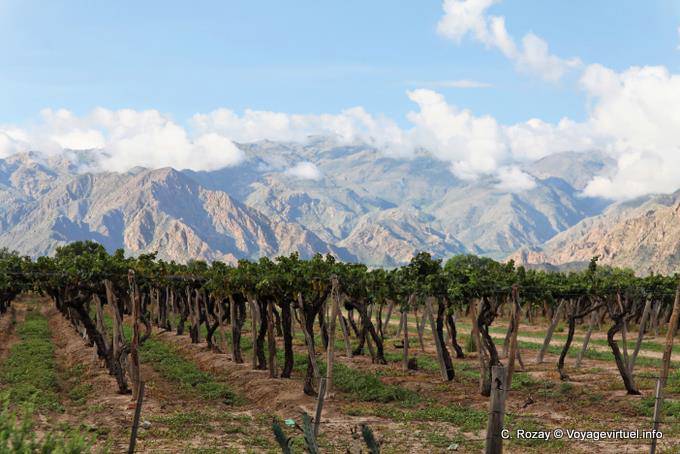 Cafayate vineyards front of the mountain - Argentina