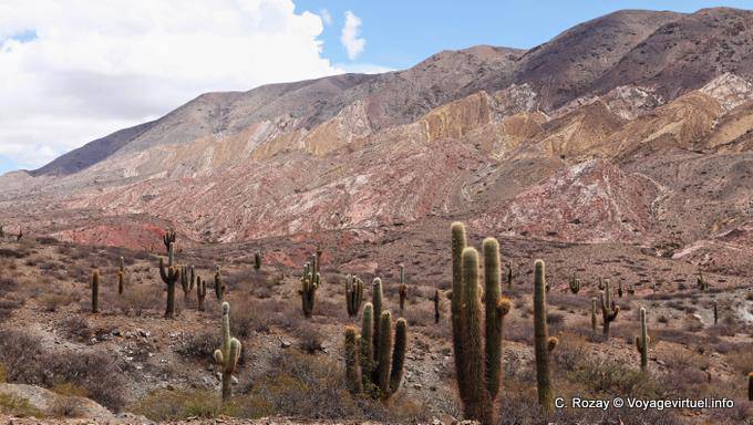 Rock and cactus, among Payogasta Piedra del Molino and - Argentina