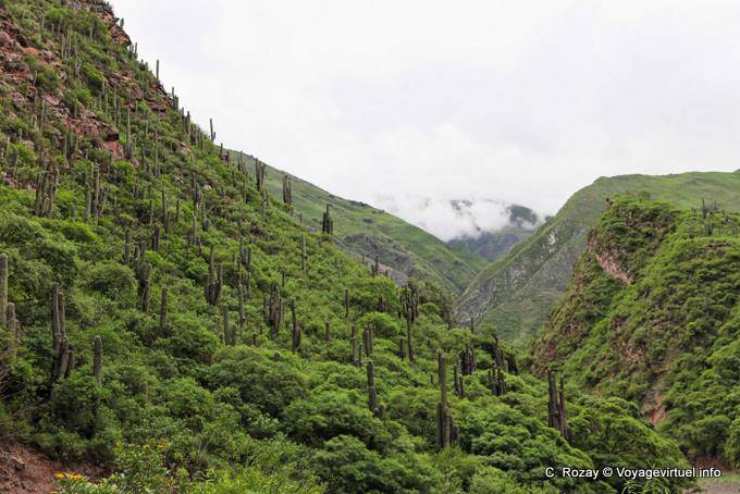 Candelabra in the green, Quebrada El Carril before Escoipe - Argentina