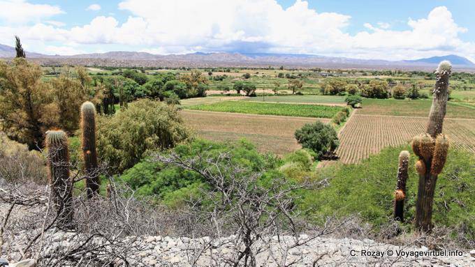 Crops in the valley, Ruta 40 between Seclantas and Cachi - Argentina