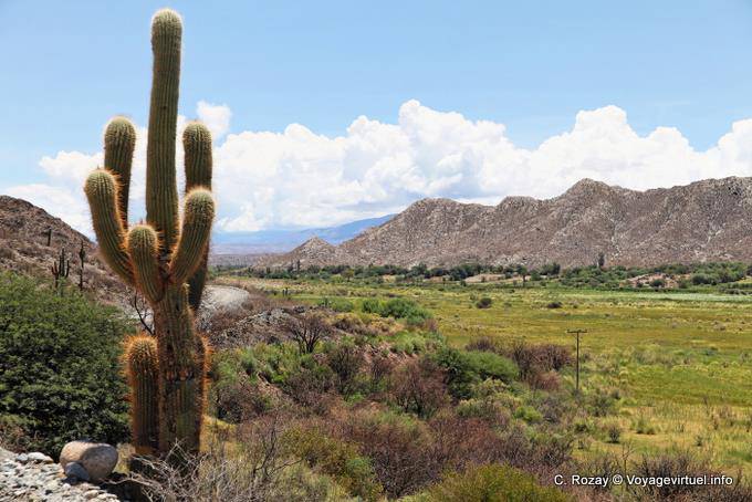 Landscape behind cactus, Ruta 40 between Seclantas and Cachi - Argentina