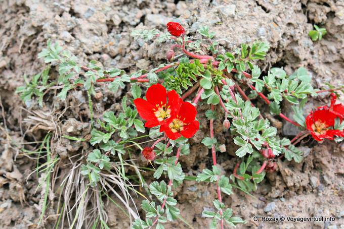 Flowers on rock, Valle Encantada - Argentina