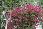 Flowering trees in the main square, Cafayate, Argentina.