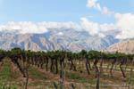 Cafayate vineyards front of the mountain, Argentina.