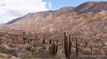 Rock and cactus, among Payogasta Piedra del Molino and, Argentina.