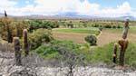 Crops in the valley, Ruta 40 between Seclantas and Cachi, Argentina.